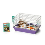 Courtney's™ Guinea Pig (Historical Characters) Q7